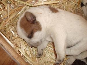 AustralianCattleDogPuppies